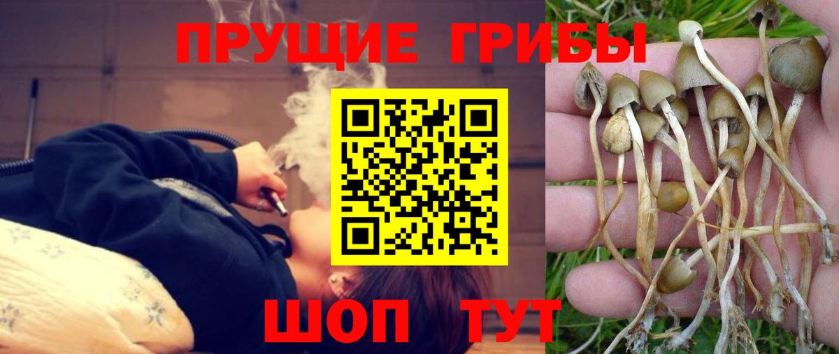 купить наркотик  Галлюциногенные грибы прущие грибы  Вход с VPN  Камышлов  Псилоцибиновые грибы GOLDEN TEACHER 